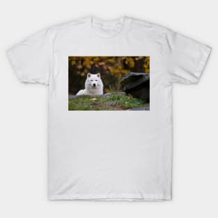 Arctic Wolf T-Shirt